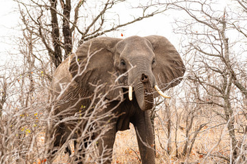 Fototapeta premium South Africa