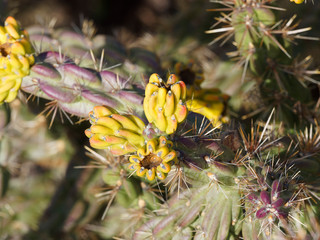(Cylindropuntia whipplei) Plateau cholla or whipple cholla with bright and purplish green stems bearing tubercles and clusters white or yellowish spines