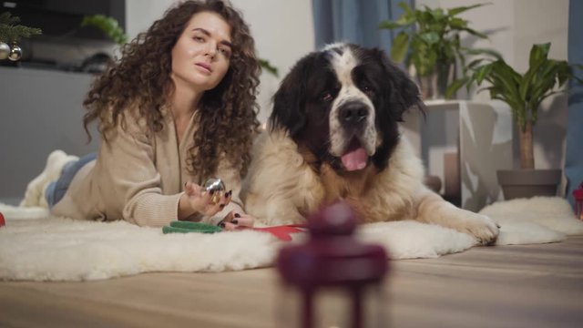 Close-up of brunette Caucasian girl and big Saint Bernard resting at home. Woman holding Christmas decoration, dog looking around with his tongue out. New Year's eve. comfort, joy.