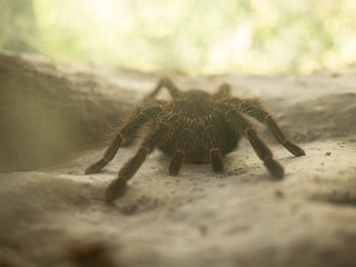 Giant Tarantula spider resting in a glass closet at the farm.