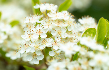 A close up shot of a group of white flowers, UK
