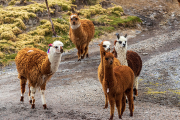 Obraz premium Lamas and alpacas at Sajama National Park in Bolivia