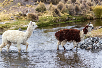 Fototapeta premium Lamas and alpacas at Sajama National Park in Bolivia