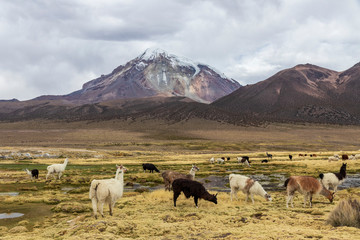 Obraz premium Lamas and alpacas at Sajama National Park in Bolivia