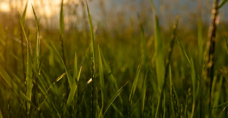 A closeup of blades of grass in a field at sunset, UK
