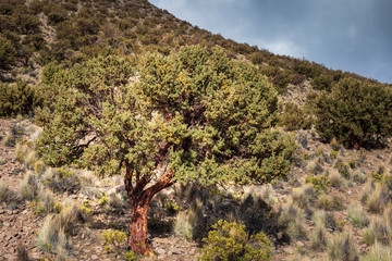Fototapeta na wymiar Polylepis tarapacana is tree that grows highest in altitude in the world. Sajama. Bolivia