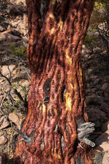 Polylepis tarapacana  is  tree that grows highest in altitude in the world. Sajama. Bolivia