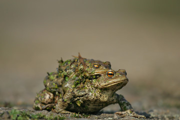 European Toad (Bufo bufo) female carrying male on its back, Brandenburg, Germany