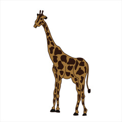 Naklejka premium Funny cartoon giraffe on a white background, vector illustration. African animals.