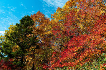 The autumn colors in Hachimantai