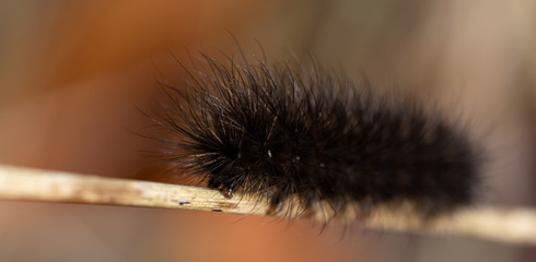 A small furry caterpillar holding onto a thin branch in autumn, UK