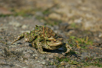 European Toad (Bufo bufo) female carrying male on its back, Brandenburg, Germany