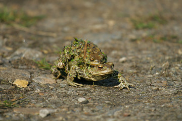 European Toad (Bufo bufo) female carrying male on its back, Brandenburg, Germany