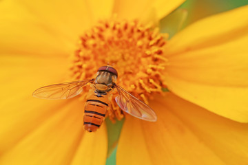 Syrphidae on plant in the wild