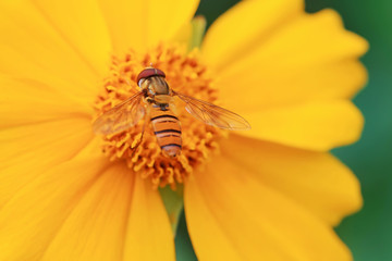 Syrphidae on plant in the wild