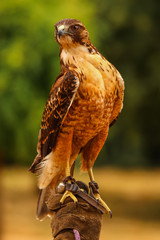 Majestic standing Peregrine Falcon on the hand of a falconer