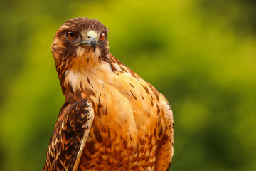 Curious Peregrine Falcon with green background