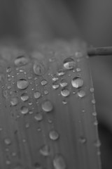 濡れた葉　モノクロ