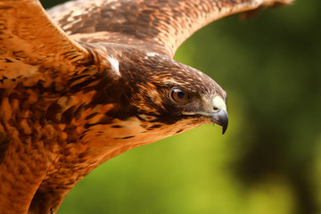 Peregrine Falcon spreading her wings