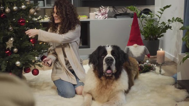 Happy woman with curly hair stroking big Moscow Watchdog, taking off decoration from fir-tree and giving it to her pet. Joyful girl decorating Christmas tree with her animal friend, New Year's eve.