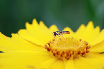 Syrphidae on plant in the wild