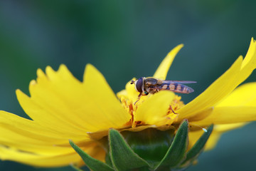Syrphidae on plant in the wild