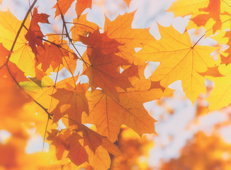 Fototapeta na wymiar Bright yellow maple leaves, fall season outdoor background