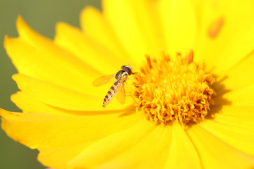 Syrphidae on plant in the wild