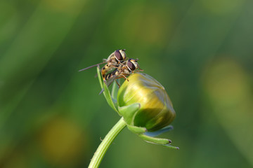 Syrphidae on plant in the wild