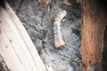Wood worm make damage. Bark beetle larvae under the bark.  Insect pest spoils material