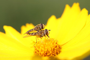 Syrphidae on plant in the wild
