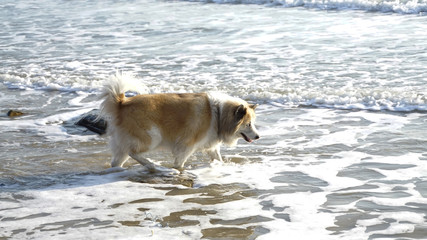 Large mixed breed dog walking on the beach with morning sunlight and ocean background