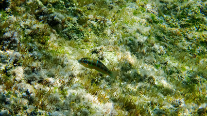 Greece Crete island Koum Kapi Beach