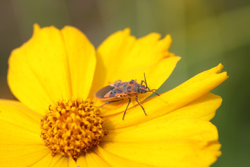 stinkbug