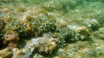 Greece Crete island Koum Kapi Beach