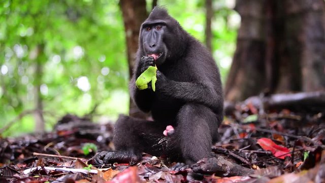 Monkey eating mango. The Celebes crested macaque in the forest. Green natural background. Crested black macaque, Sulawesi crested macaque, or the black ape.  Natural habitat. Sulawesi. Indonesia
