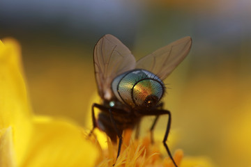 Calliphora vicina