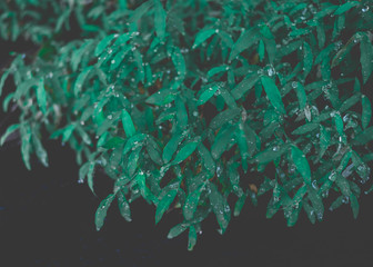 abstract green background
