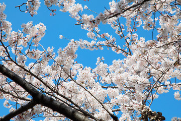 桜の花　サクラの花　さくらの花　満開の桜