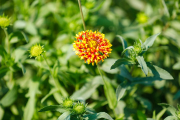 Yellow color flower on tree branch 