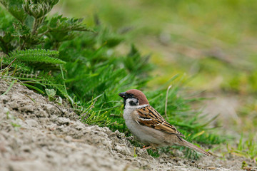 Tree Sparrow (Passer montanus), adult, Germany