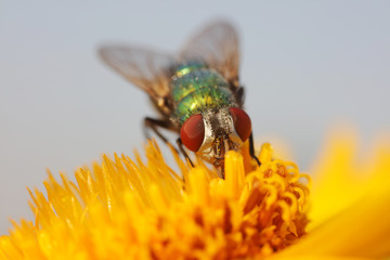 Calliphora vicina