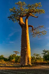 Foto op Canvas Beautiful Baobab trees at sunset at the avenue of the baobabs in Madagascar © vaclav