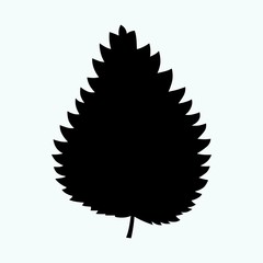 Medicinal urtica or stinging nettles leaf