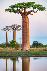 Beautiful Baobab trees at sunset at the avenue of the baobabs in Madagascar