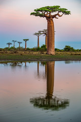 Beautiful Baobab trees at sunset at the avenue of the baobabs in Madagascar
