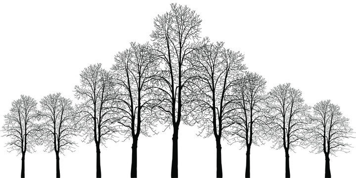 Many trees of different heights. Trees without leaves. Leafless tree trunks with branches without leaves. Trees on a white background. Large plants for decoration. Many branches without leaves.