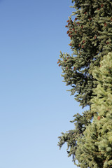 Spruce branch with cones on a blue sky background. Natural green Christmas background. With copy space for text. Vertical photo.