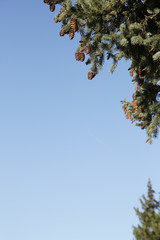 Spruce branch with cones on a blue sky background. Natural green Christmas background. With copy...
