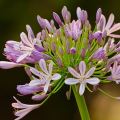 Fototapeta premium Flowers in Full Blossom Sydney Australia